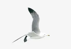 海燕免抠