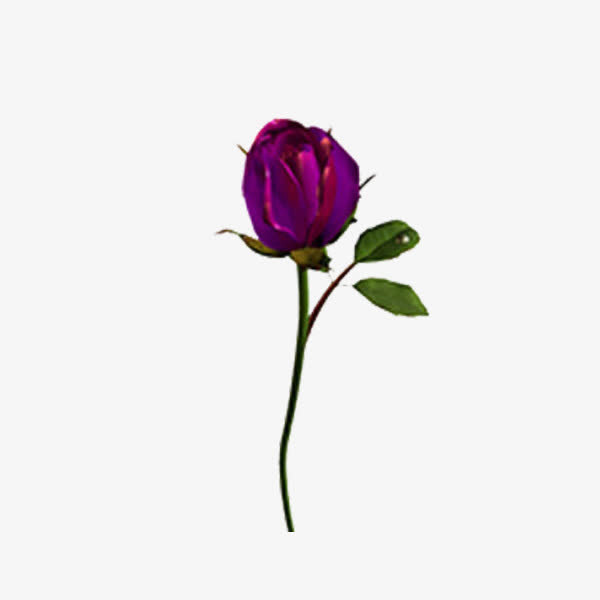 鲜花免抠