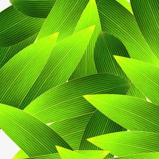 绿色清新线条竹叶免抠