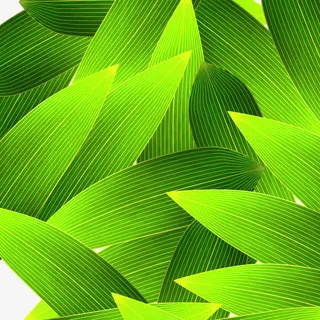 绿色清新线条竹叶免抠