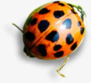 田园可爱创意瓢虫设计免抠