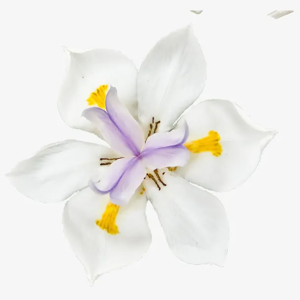 白色花朵免抠