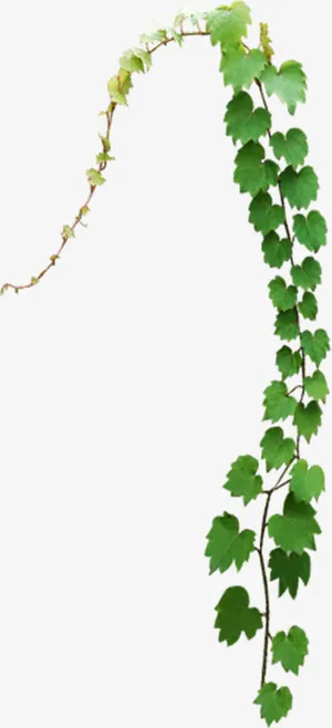 清新春天树叶枝条设计免抠