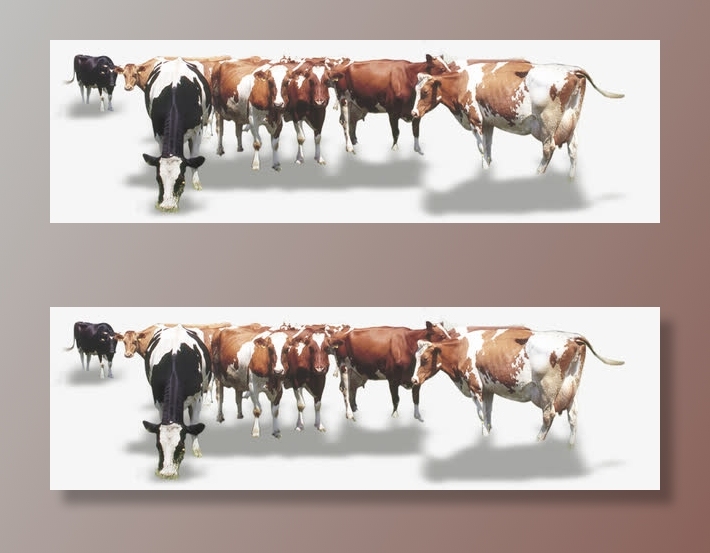 草原奶牛动物牧场免抠装饰动物元素