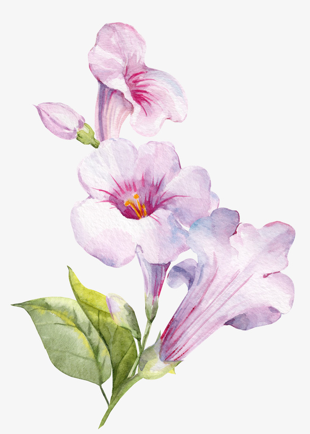 粉色盛开的喇叭花免抠