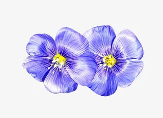 亚麻籽花朵图片素材免抠