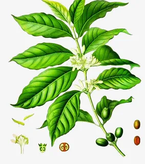 手绘咖啡树枝图片素材免抠