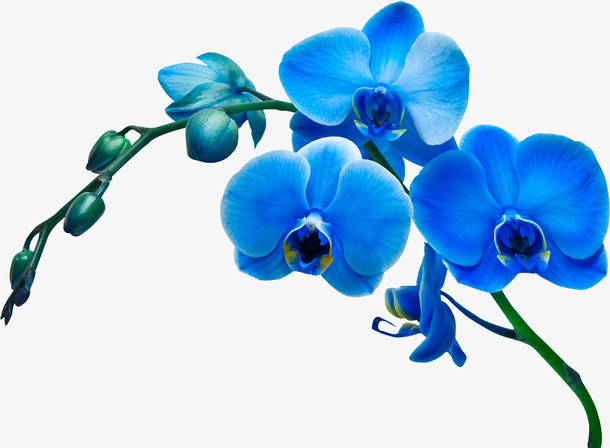 花卉免抠