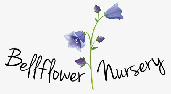 风铃草 蓝紫色 英文免抠