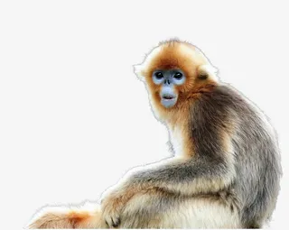 免扣素材金丝猴图片免抠