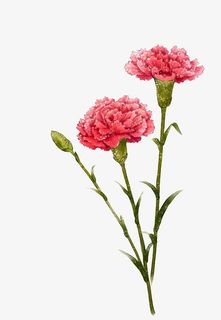 花母爱康乃馨免抠