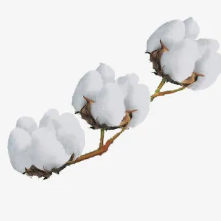 三朵棉花免抠