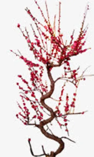 红色冬日耐寒花朵免抠