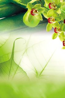 兰花 首页背景 兰花 首页背景