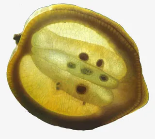 逼真水果油画免抠