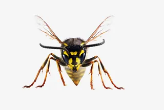 免抠素材蜜蜂图片免抠