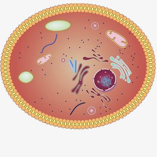 卡通动物细胞结构图免抠