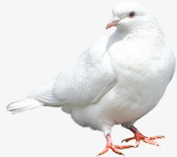 洁白羽毛和平鸽特写免抠