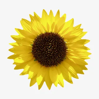 黄色有观赏性被太阳晒着的一朵大免抠