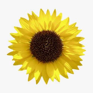 黄色有观赏性被太阳晒着的一朵大免抠