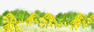 春天油菜花开插画免抠