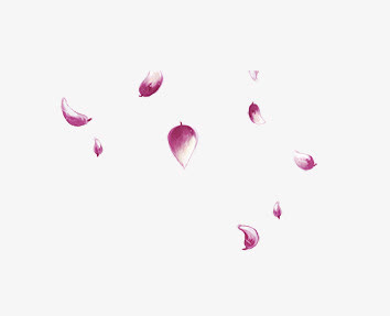 紫色花瓣免抠