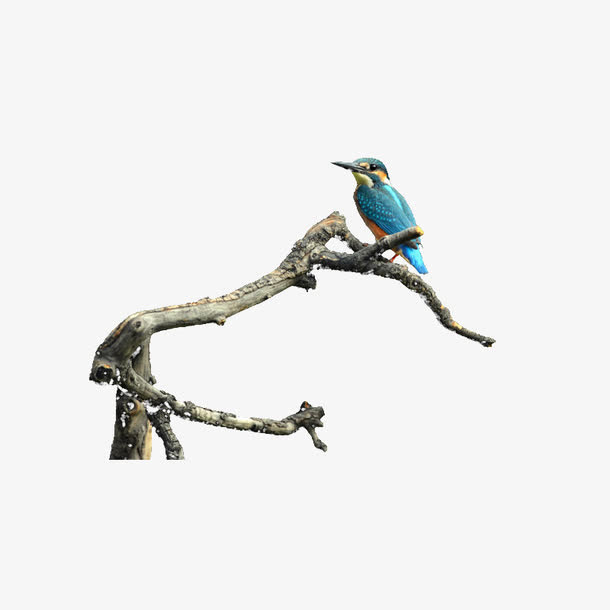 树枝上的鸟免抠