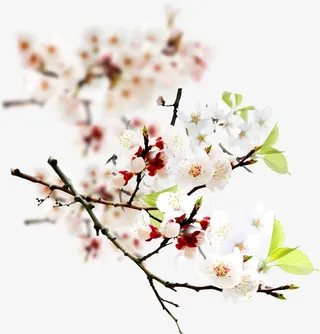 模糊摄影梅花盛开免抠