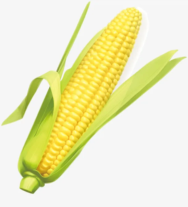 手绘逼真蔬菜素材免抠