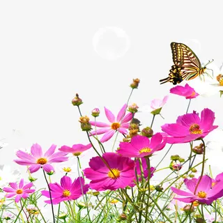 小草小花免抠 小草小花免抠