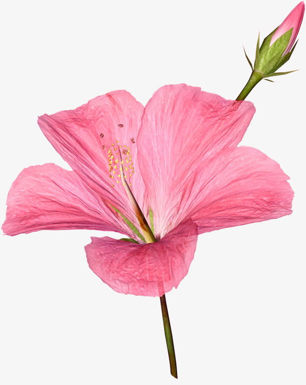 鲜艳粉色花朵实物免抠