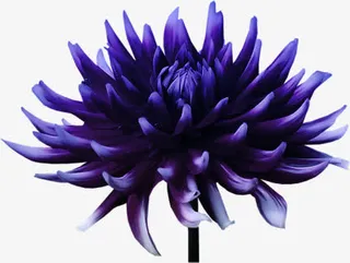 花草装饰素材免抠