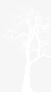 纯白色树枝免抠
