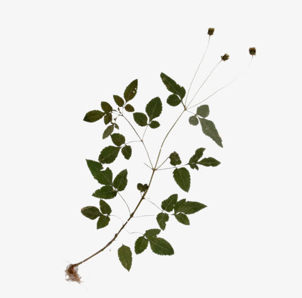 一株益母草免抠