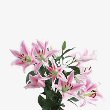 花朵免抠