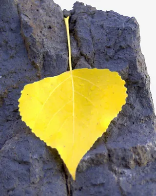 石头上的黄叶免抠