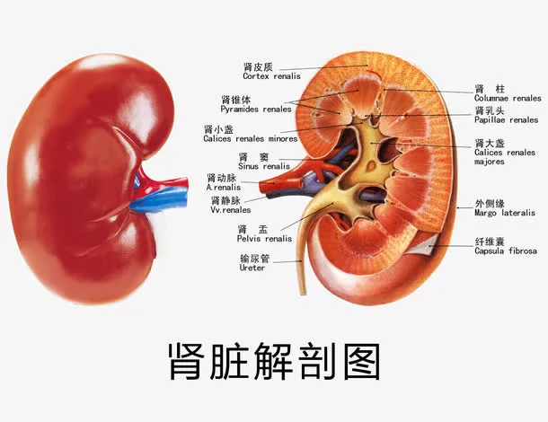 肾脏解剖图素材免抠