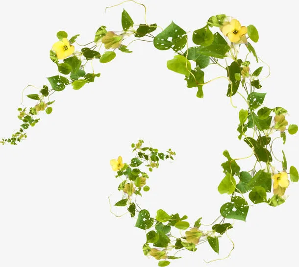 藤蔓上的小黄花免抠