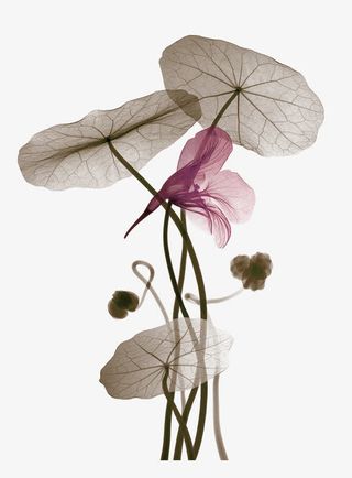 绿色中国风荷花装饰图案免抠