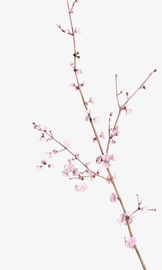 桃花朵朵开啊免抠