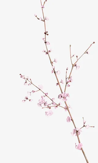 桃花朵朵开啊免抠