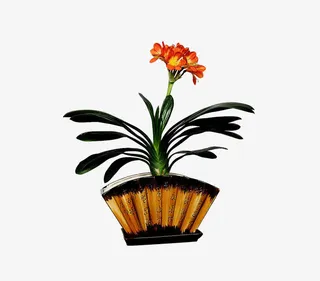 开花君子兰盆栽免抠