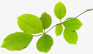 春天春姿树叶装饰免抠