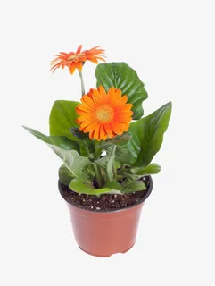 小菊花盆栽免抠 小菊花盆栽免抠
