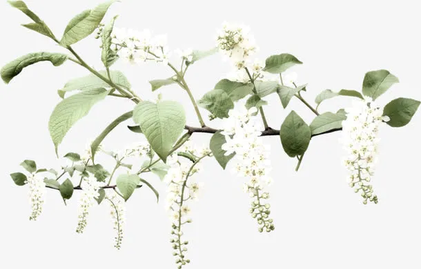 稠李子免抠