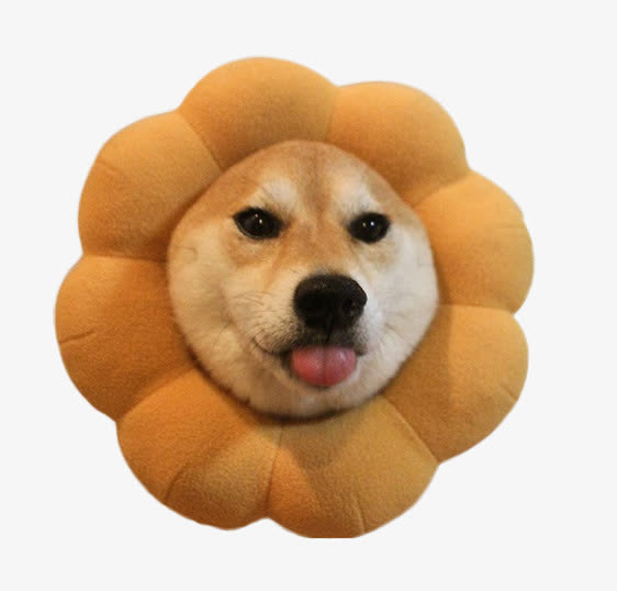 可爱的柴犬素材图片免抠