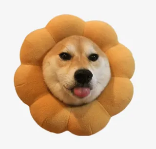 可爱的柴犬素材图片免抠