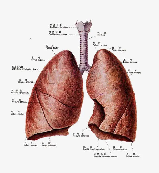 中医养生心脏功能图免抠