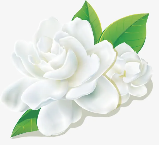 清新茶花免抠