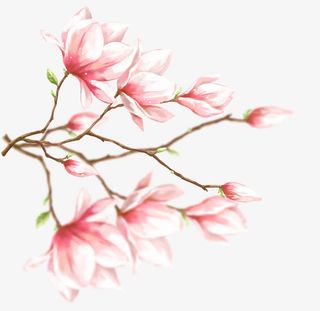 卡通手绘玉兰花图片免抠